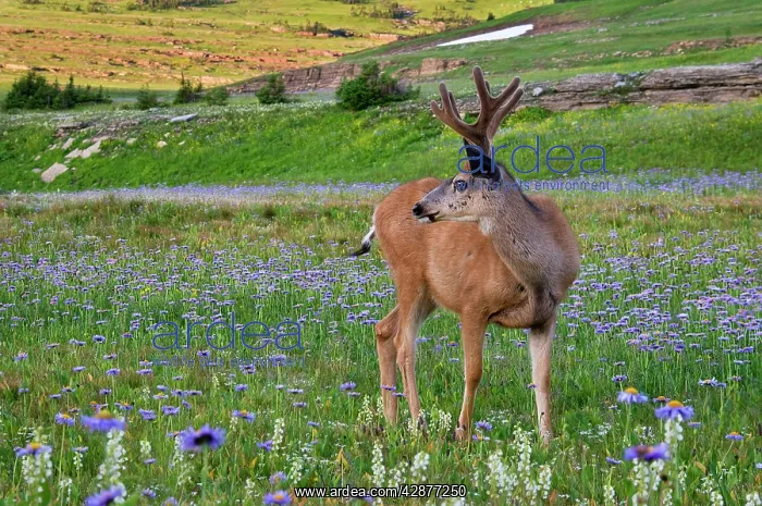 : Mule Deer - buck in wildflowers (mostly wild asters) : Mule Deer - buck in wildflowers (mostly wild asters)
