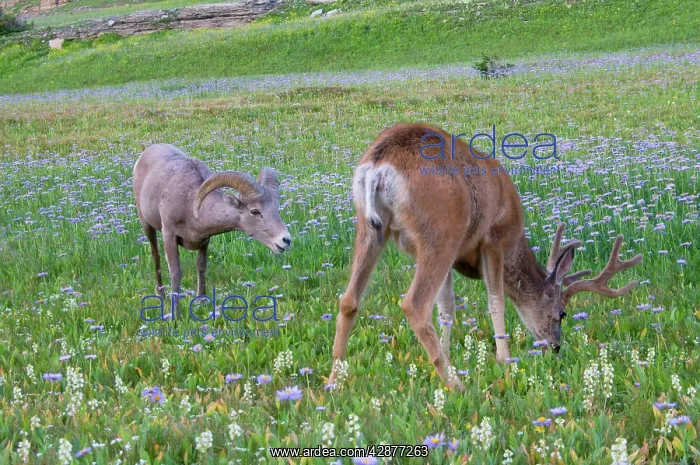: Mule Deer - buck in wildflowers (mostly wild asters) : Mule Deer - buck in wildflowers (mostly wild asters)