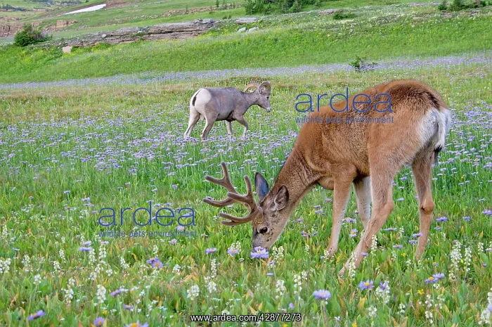 : Mule Deer - buck in wildflowers (mostly wild asters) : Mule Deer - buck in wildflowers (mostly wild asters)