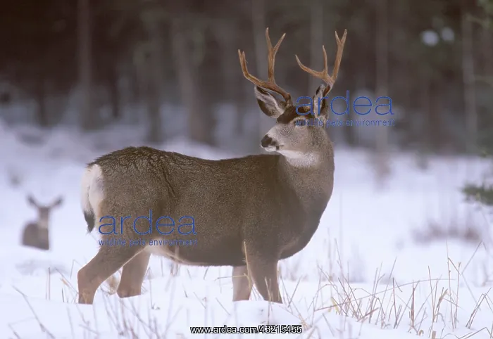 : Mule Deer Buck in winter : Mule Deer Buck in winter