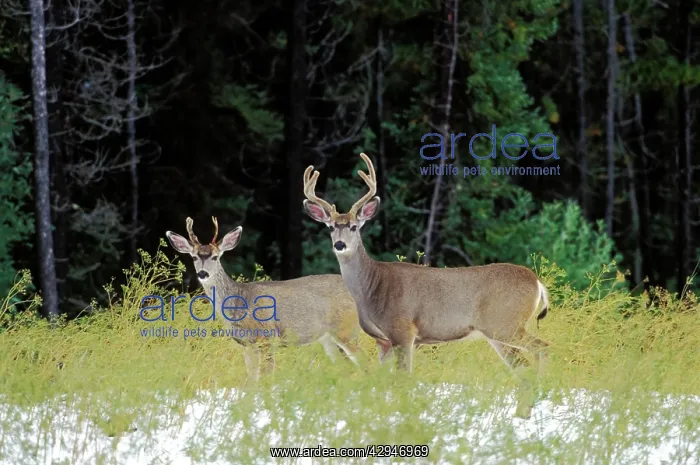 : Mule Deer - bucks standing in field at edge of forest : Mule Deer - bucks standing in field at edge of forest