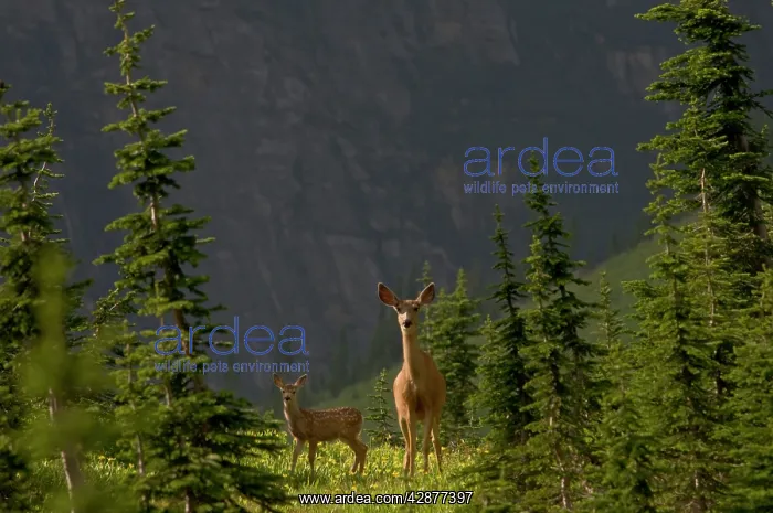 : Mule Deer - doe and fawn in wildflowers (mostly : Mule Deer - doe and fawn in wildflowers (mostly