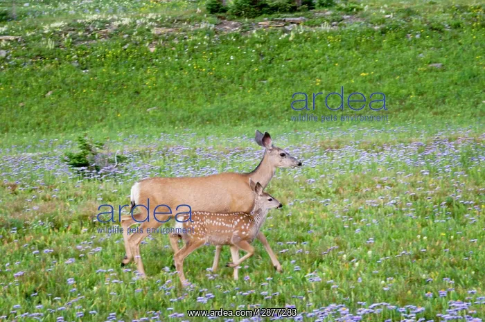 : Mule Deer - doe and fawn in wildflowers (mostly wild asters) : Mule Deer - doe and fawn in wildflowers (mostly wild asters)