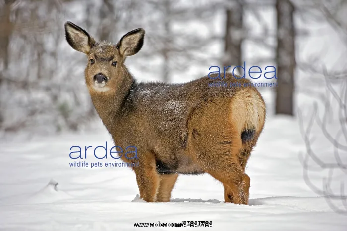  : Mule Deer Doe in forest in deep snow