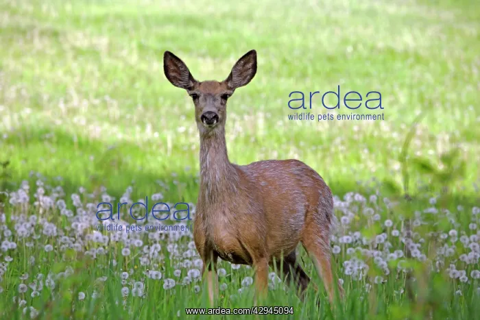 : Mule Deer - doe standing in spring meadow, alert : Mule Deer - doe standing in spring meadow, alert