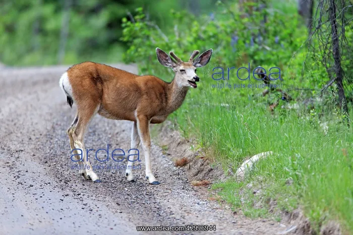 : Mule Deer - doe on woodland track Grand Teton National