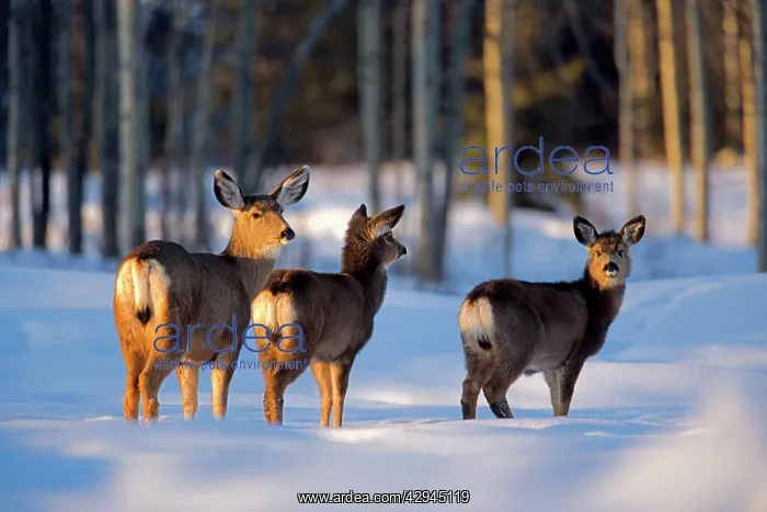 : Mule Deer - doe with two young in winter meadow : Mule Deer - doe with two young in winter meadow