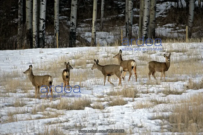 : Mule Deer - two does with offspring grazing in farmers field : Mule Deer - two does with offspring grazing in farmers field