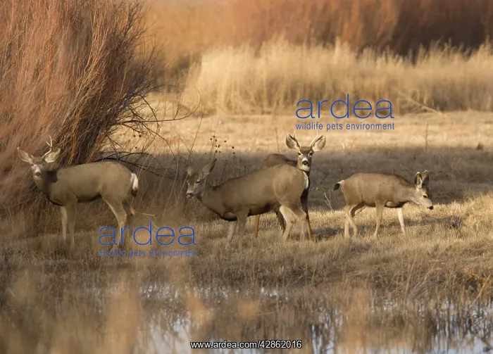 : Mule Deer - family group grazing by water : Mule Deer - family group grazing by water