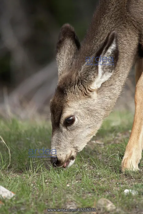 : Mule Deer fawn (Odocoileus hemionus), Jasper : Mule Deer fawn (Odocoileus hemionus), Jasper