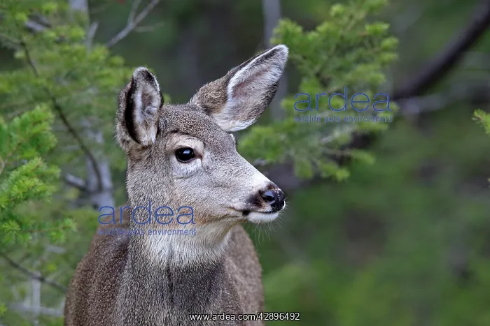 : Mule deer - Female : Mule deer - Female