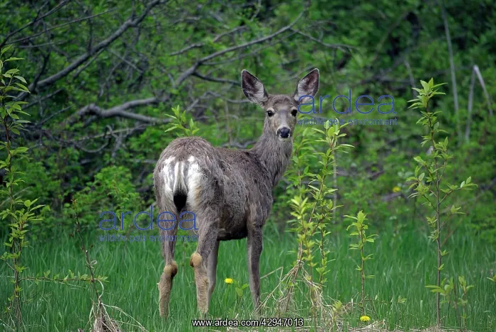 : Mule Deer - female in bushes watching, typically : Mule Deer - female in bushes watching, typically