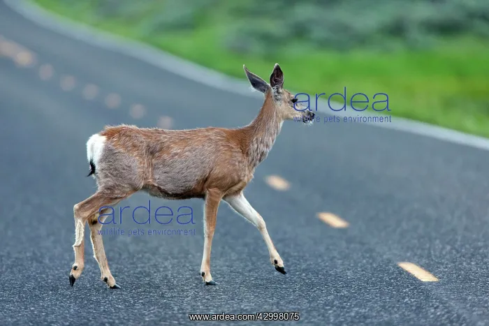 : Mule Deer - female crossing road - Lamar Valley : Mule Deer - female crossing road - Lamar Valley
