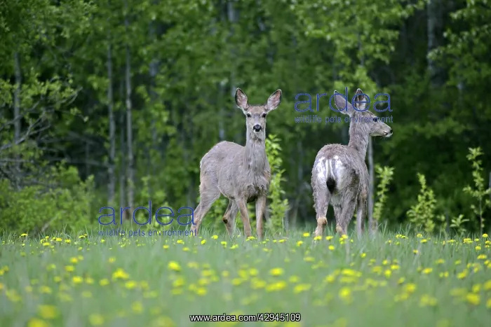 : Mule Deer - two females in spring meadow, dandelion blooming : Mule Deer - two females in spring meadow, dandelion blooming