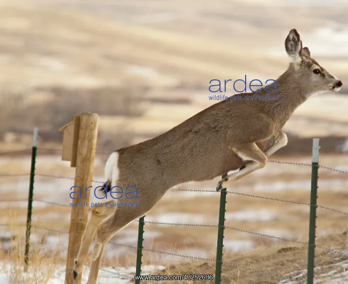 : Mule deer jumps fencing in the Adel Mountains : Mule deer jumps fencing in the Adel Mountains
