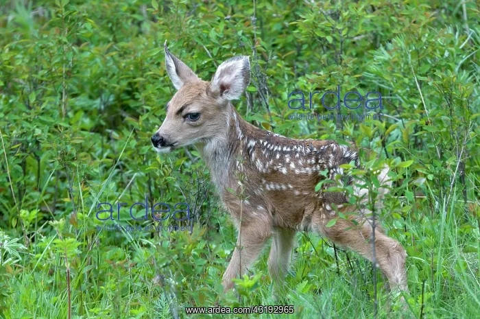 : Mule Deer (Odocoileus hemionus), deer calf, Yellowstone : Mule Deer (Odocoileus hemionus), deer calf, Yellowstone