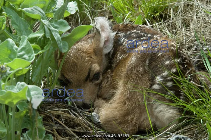 : Mule Deer (Odocoileus hemionus), deer calf, Yellowstone : Mule Deer (Odocoileus hemionus), deer calf, Yellowstone
