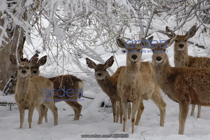 : Mule Deer (Odocoileus hemionus), during : Mule Deer (Odocoileus hemionus), during