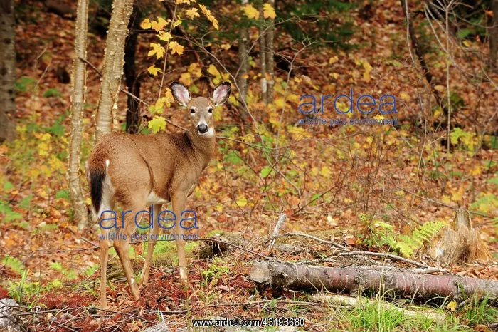 : Mule Deer (Odocoileus hemionus) in an autumn forest : Mule Deer (Odocoileus hemionus) in an autumn forest