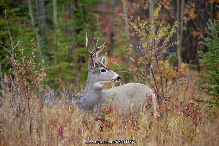 : Mule deer (Odocoileus hemionus) buck, male, feeding : Mule deer (Odocoileus hemionus) buck, male, feeding