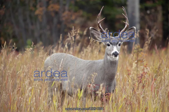 : Mule deer (Odocoileus hemionus) buck, male, feeding : Mule deer (Odocoileus hemionus) buck, male, feeding