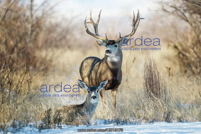 : Mule Deer (Odocoileus hemionus) buck and doe bedded : Mule Deer (Odocoileus hemionus) buck and doe bedded