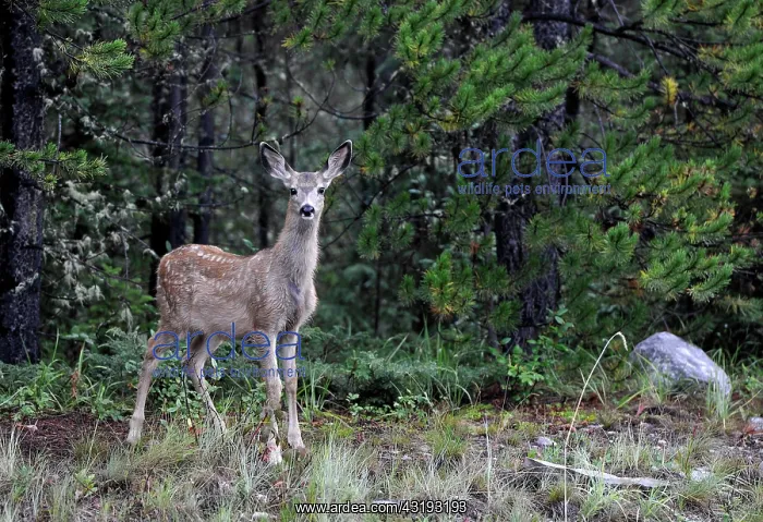  : Mule-deer (Odocoileus hemionus), doe with fawn