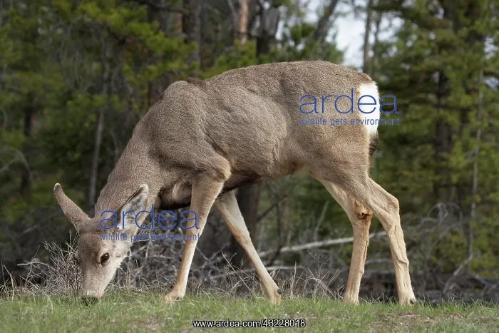: Mule Deer (Odocoileus hemionus), Jasper : Mule Deer (Odocoileus hemionus), Jasper