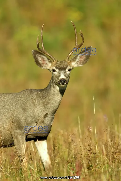 : Mule Deer - Portrait head and front of body : Mule Deer - Portrait head and front of body