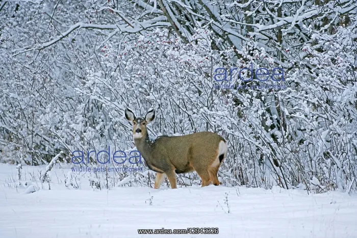 : Mule Deer standing in snow at edge of forest : Mule Deer standing in snow at edge of forest
