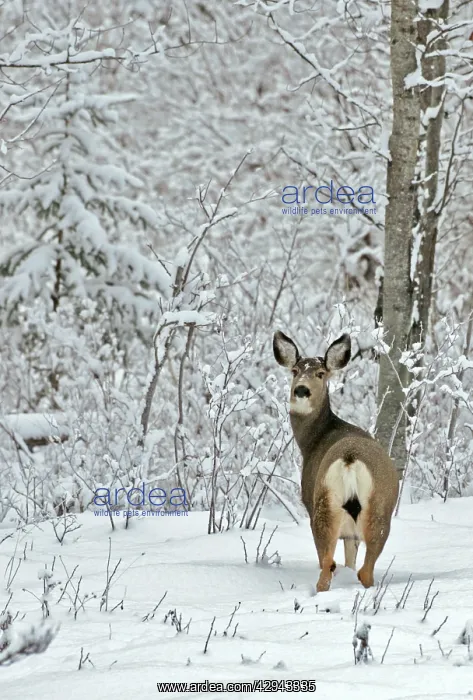 : Mule Deer standing in snow at edge of forest : Mule Deer standing in snow at edge of forest