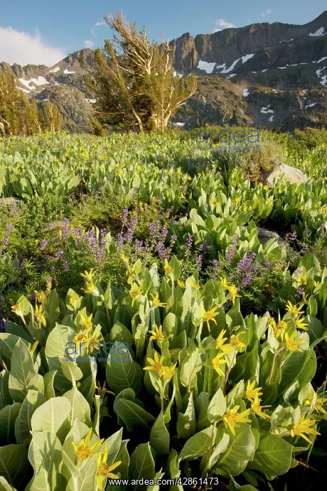 : Mule Ears and lupins near Winnemucca Lake in the : Mule Ears and lupins near Winnemucca Lake in the