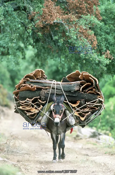 : MULE - laden with 200 kg Cork Oak bark : MULE - laden with 200 kg Cork Oak bark