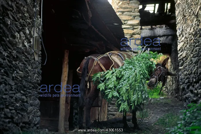 : Mule laden ash foliage used as animal : Mule laden ash foliage used as animal