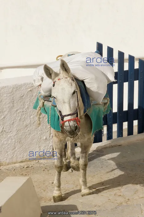 : Mule - loaded down : Mule - loaded down