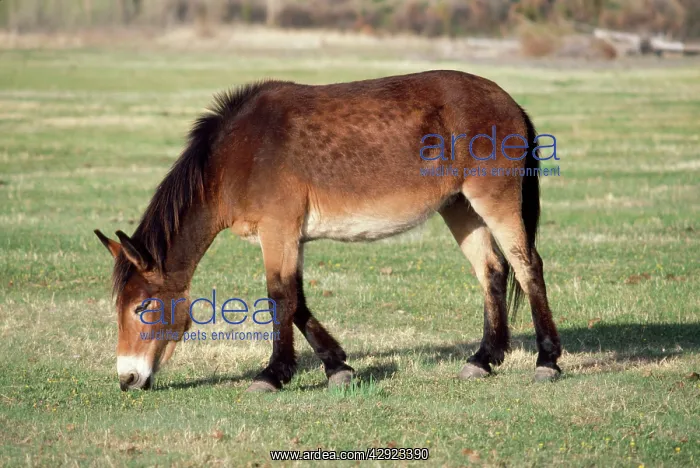 : Mule - Male Donkey x Female Horse : Mule - Male Donkey x Female Horse