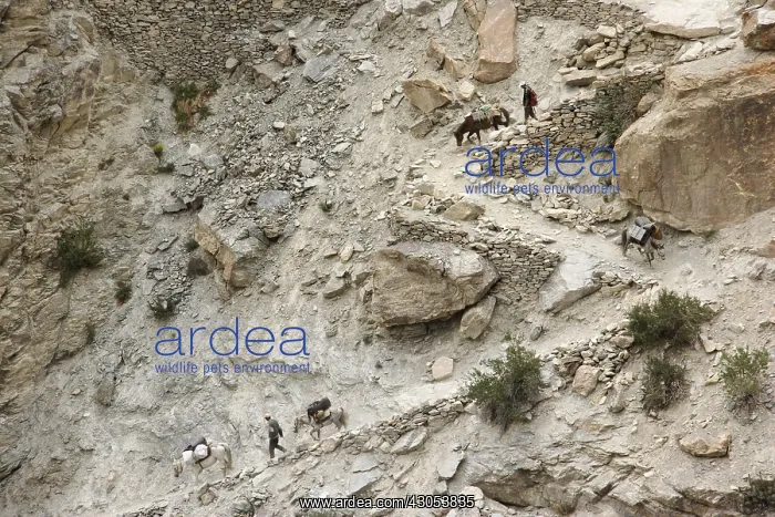 : Mule path along the river Lingti Zanskar India : Mule path along the river Lingti Zanskar India