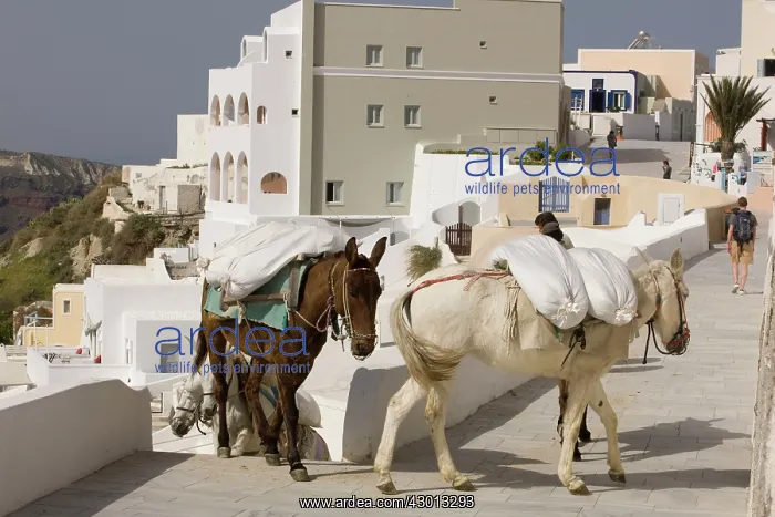 : Mules - loaded down : Mules - loaded down
