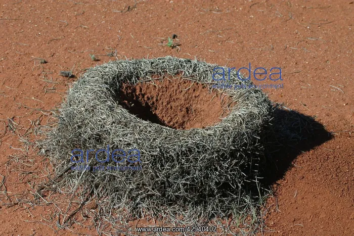 : Mulga Ant - nest : Mulga Ant - nest