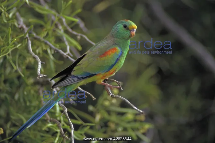 : Mulga Parrot : Mulga Parrot