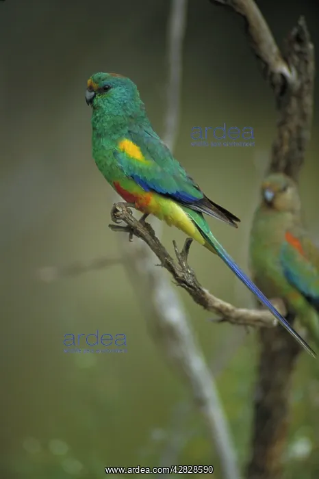 : Mulga Parrot : Mulga Parrot