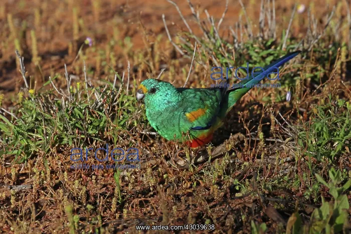 : Mulga Parrot : Mulga Parrot
