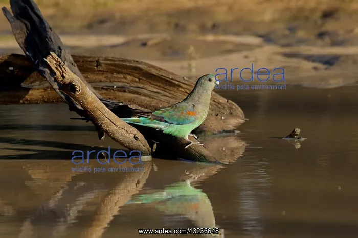 : Mulga Parrot female at waterhole Mulga Parrot female : Mulga Parrot female at waterhole Mulga Parrot female