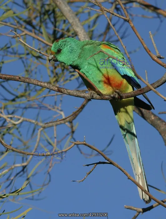 : Mulga parrot, male : Mulga parrot, male