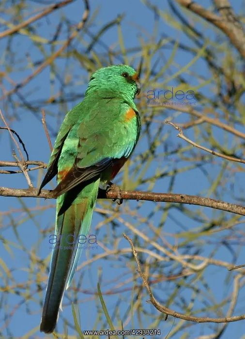  : Mulga Parrot - Male