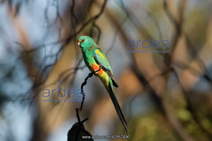 : Mulga Parrot male : Mulga Parrot male