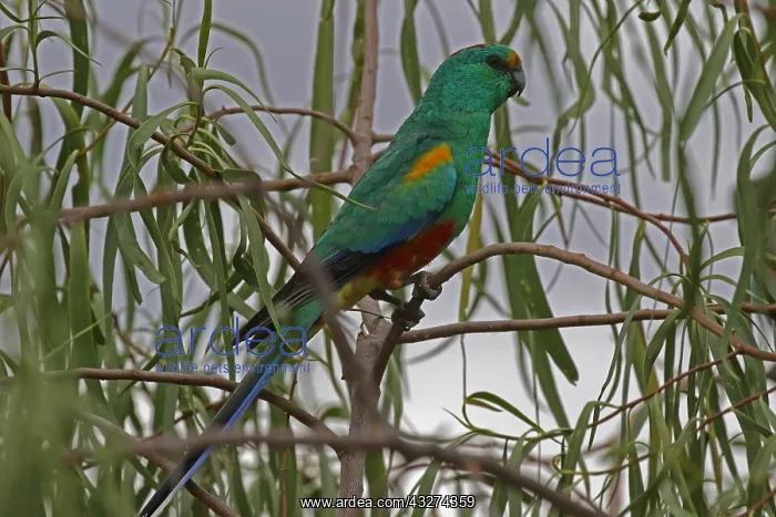 : Mulga Parrot male A3789 : Mulga Parrot male A3789