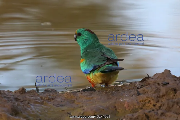: Mulga Parrot male A4179 : Mulga Parrot male A4179