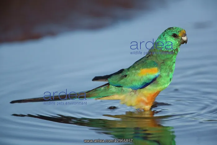 : Mulga Parrot - male drinking at a small waterhole : Mulga Parrot - male drinking at a small waterhole