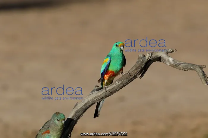 : Mulga Parrot male; female below Mulga Parrot male; : Mulga Parrot male; female below Mulga Parrot male;